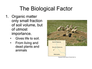 The Biological Factor Organic matter only small fraction of soil volume, but of utmost importance. Gives life to soil. From living and dead plants and animals   