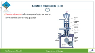  Electron microscope - electromagnetic lenses are used to
direct electrons onto the tiny specimen
18
Electron microscope (EM)
 