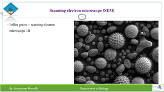 Pollen grains – scanning electron
microscope 3D
20
Scanning electron microscope (SEM)
 