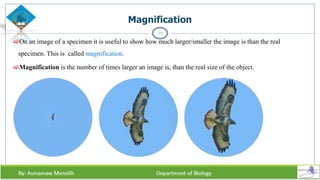 Magnification
On an image of a specimen it is useful to show how much larger/smaller the image is than the real
specimen. This is called magnification.
Magnification is the number of times larger an image is, than the real size of the object.
22
 
