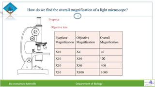 How do we find the overall magnification of a light microscope?
23
Eyepiece
Magnification
Objective
Magnification
Overall
Magnification
X10 X4 40
X10 X10 100
X10 X40 400
X10 X100 1000
Eyepiece
Objective lens
 