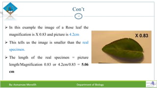 Con’t
26
 In this example the image of a Rose leaf the
magnification is X 0.83 and picture is 4.2cm
 This tells us the image is smaller than the real
specimen.
 The length of the real specimen = picture
length/Magnification 0.83 or 4.2cm/0.83 = 5.06
cm
 
