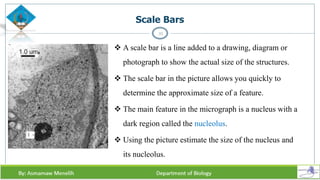Scale Bars
33
 A scale bar is a line added to a drawing, diagram or
photograph to show the actual size of the structures.
 The scale bar in the picture allows you quickly to
determine the approximate size of a feature.
 The main feature in the micrograph is a nucleus with a
dark region called the nucleolus.
 Using the picture estimate the size of the nucleus and
its nucleolus.
 