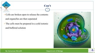 Con’t
Cells are broken open to release the contents
and organelles are then separated
The cells must be prepared in a cold isotonic
and buffered solution
40
 
