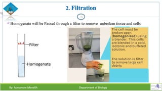 2. Filtration
Homogenate will be Passed through a filter to remove unbroken tissue and cells
43
 