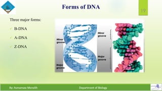 Dna Identification Form.pdf Structure and Synthesis of DNA | PDF