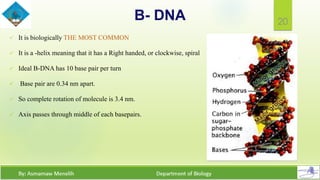Structure and Synthesis of DNA | PDF