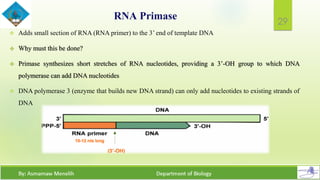 Rna Primase Model Structure and Synthesis of DNA | PDF