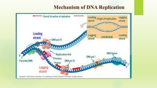 Structure and Synthesis of DNA | PDF