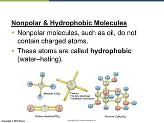 Copyright © 2010 Pearson Education, Inc.
Nonpolar & Hydrophobic Molecules
 Nonpolar molecules, such as oil, do not
contain charged atoms.
 These atoms are called hydrophobic
(water–hating).
 
