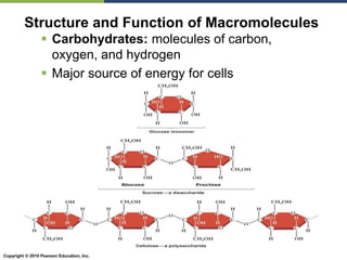 Copyright © 2010 Pearson Education, Inc.
 Carbohydrates: molecules of carbon,
oxygen, and hydrogen
 Major source of energy for cells
Structure and Function of Macromolecules
 