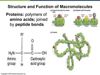 Copyright © 2010 Pearson Education, Inc.
Proteins: polymers of
amino acids; joined
by peptide bonds
Structure and Function of Macromolecules
 