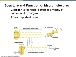 Copyright © 2010 Pearson Education, Inc.
Structure and Function of Macromolecules
 Lipids: hydrophobic; composed mostly of
carbon and hydrogen
 Three important types:
 