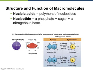 Copyright © 2010 Pearson Education, Inc.
Structure and Function of Macromolecules
 Nucleic acids = polymers of nucleotides
 Nucleotide = a phosphate + sugar + a
nitrogenous base
 