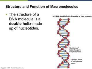 Copyright © 2010 Pearson Education, Inc.
 The structure of a
DNA molecule is a
double helix made
up of nucleotides.
Figure 2.15a
Structure and Function of Macromolecules
 