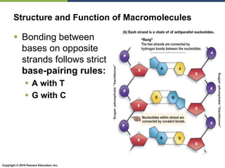Copyright © 2010 Pearson Education, Inc.
 Bonding between
bases on opposite
strands follows strict
base-pairing rules:
 A with T
 G with C
Structure and Function of Macromolecules
 