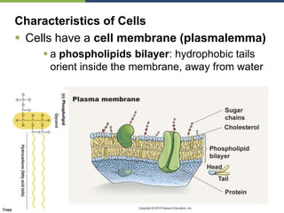 Copyright © 2010 Pearson Education, Inc.
Characteristics of Cells
 Cells have a cell membrane (plasmalemma)
 a phospholipids bilayer: hydrophobic tails
orient inside the membrane, away from water
 