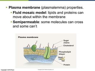 Copyright © 2010 Pearson Education, Inc.
 Plasma membrane (plasmalemma) properties.
 Fluid mosaic model: lipids and proteins can
move about within the membrane
 Semipermeable: some molecules can cross
and some can’t
 