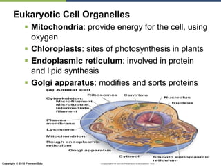 Copyright © 2010 Pearson Education, Inc.
Eukaryotic Cell Organelles
 Mitochondria: provide energy for the cell, using
oxygen
 Chloroplasts: sites of photosynthesis in plants
 Endoplasmic reticulum: involved in protein
and lipid synthesis
 Golgi apparatus: modifies and sorts proteins
 