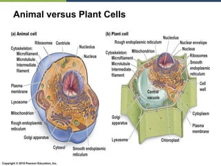 Copyright © 2010 Pearson Education, Inc.
Animal versus Plant Cells
 