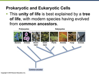 Copyright © 2010 Pearson Education, Inc.
Prokaryotic and Eukaryotic Cells
 This unity of life is best explained by a tree
of life, with modern species having evolved
from common ancestors.
 