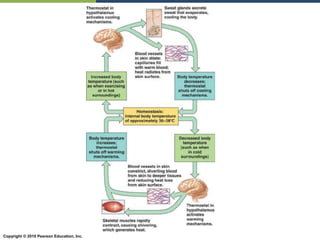 Copyright © 2010 Pearson Education, Inc.
 