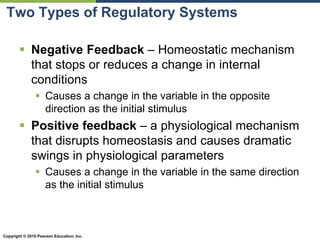 Copyright © 2010 Pearson Education, Inc.
Two Types of Regulatory Systems
 Negative Feedback – Homeostatic mechanism
that stops or reduces a change in internal
conditions
 Causes a change in the variable in the opposite
direction as the initial stimulus
 Positive feedback – a physiological mechanism
that disrupts homeostasis and causes dramatic
swings in physiological parameters
 Causes a change in the variable in the same direction
as the initial stimulus
 
