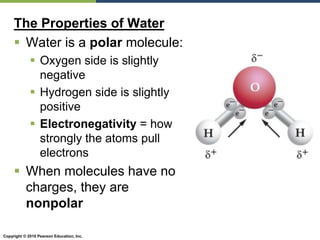 Copyright © 2010 Pearson Education, Inc.
The Properties of Water
 Water is a polar molecule:
 Oxygen side is slightly
negative
 Hydrogen side is slightly
positive
 Electronegativity = how
strongly the atoms pull
electrons
 When molecules have no
charges, they are
nonpolar
 