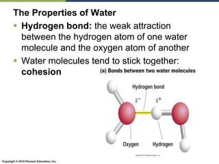 Copyright © 2010 Pearson Education, Inc.
The Properties of Water
 Hydrogen bond: the weak attraction
between the hydrogen atom of one water
molecule and the oxygen atom of another
 Water molecules tend to stick together:
cohesion
 