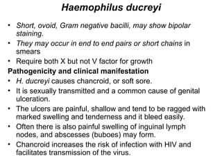 Haemophilus ducreyi
• Short, ovoid, Gram negative bacilli, may show bipolar
staining.
• They may occur in end to end pairs or short chains in
smears
• Require both X but not V factor for growth
Pathogenicity and clinical manifestation
• H. ducreyi causes chancroid, or soft sore.
• It is sexually transmitted and a common cause of genital
ulceration.
• The ulcers are painful, shallow and tend to be ragged with
marked swelling and tenderness and it bleed easily.
• Often there is also painful swelling of inguinal lymph
nodes, and abscesses (buboes) may form.
• Chancroid increases the risk of infection with HIV and
facilitates transmission of the virus.
 