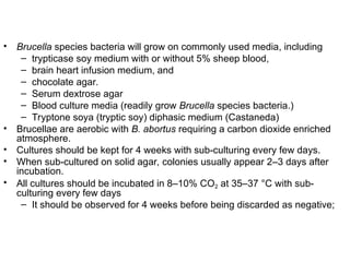 • Brucella species bacteria will grow on commonly used media, including
– trypticase soy medium with or without 5% sheep blood,
– brain heart infusion medium, and
– chocolate agar.
– Serum dextrose agar
– Blood culture media (readily grow Brucella species bacteria.)
– Tryptone soya (tryptic soy) diphasic medium (Castaneda)
• Brucellae are aerobic with B. abortus requiring a carbon dioxide enriched
atmosphere.
• Cultures should be kept for 4 weeks with sub-culturing every few days.
• When sub-cultured on solid agar, colonies usually appear 2–3 days after
incubation.
• All cultures should be incubated in 8–10% CO2 at 35–37 °C with sub-
culturing every few days
– It should be observed for 4 weeks before being discarded as negative;
 