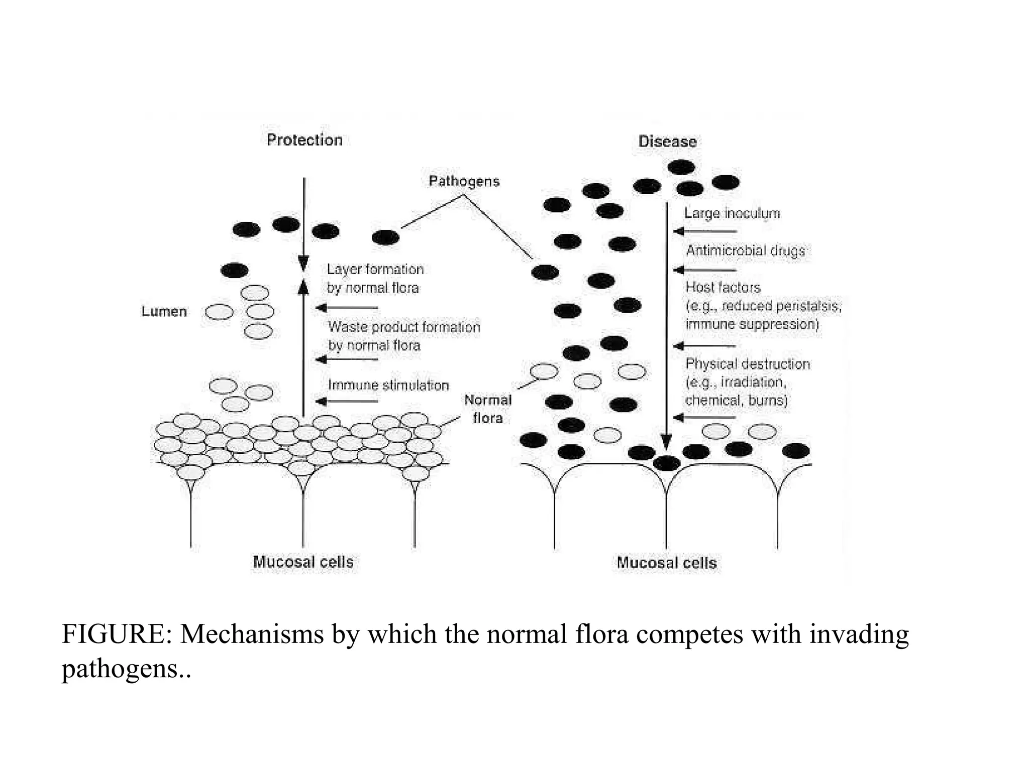 FIGURE: Mechanisms by which the normal flora competes with invading
pathogens..
 