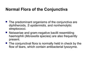 Normal Flora of the Conjunctiva
 The predominant organisms of the conjunctiva are
diphtheroids, S epidermidis, and nonhemolytic
streptococci.
 Neisseriae and gram-negative bacilli resembling
haemophili (Moraxella species) are also frequently
present.
 The conjunctival flora is normally held in check by the
flow of tears, which contain antibacterial lysozyme.
 