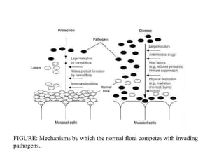 FIGURE: Mechanisms by which the normal flora competes with invading
pathogens..
 