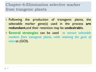 Chapter-6:Elimination selective marker
from trangenic plants
 Following the production of transgenic plants, the
selectable marker gene(s) used in the process are
redundant,and their retention may be undesirable.
 Several strategies can be used to remove selectable
markers from transgenic plants, while retaining the gene of
interest (GOI).
1
 