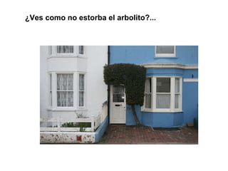 ¿Ves como no estorba el arbolito?... 