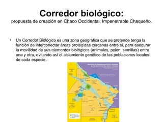 Corredor biológico:
propuesta de creación en Chaco Occidental, Impenetrable Chaqueño.
• Un Corredor Biológico es una zona geográfica que se pretende tenga la
función de interconectar áreas protegidas cercanas entre sí, para asegurar
la movilidad de sus elementos biológicos (animales, polen, semillas) entre
una y otra, evitando así el aislamiento genético de las poblaciones locales
de cada especie.