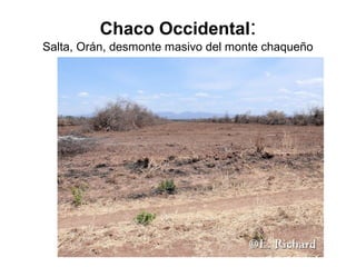Chaco Occidental:
Salta, Orán, desmonte masivo del monte chaqueño