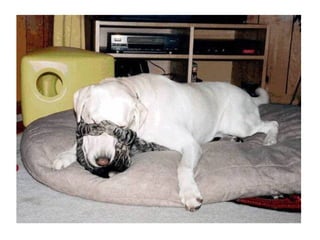 Chaquechatdoitavoirsonchien j