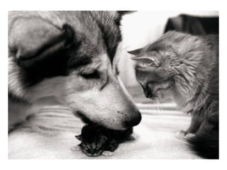 Chaquechatdoitavoirsonchien j