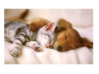 Chaquechatdoitavoirsonchien j