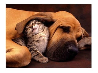 Chaquechatdoitavoirsonchien j