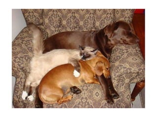 Chaquechatdoitavoirsonchien j