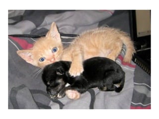 Chaquechatdoitavoirsonchien j