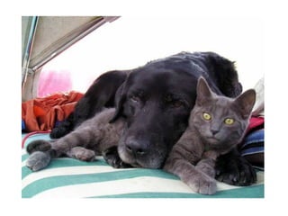 Chaquechatdoitavoirsonchien j