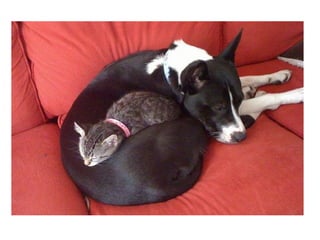 Chaquechatdoitavoirsonchien j