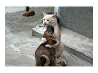 Chaquechatdoitavoirsonchien j