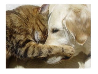 Chaquechatdoitavoirsonchien j