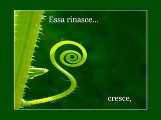 Essa rinasce…




                cresce,
 