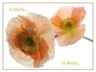 si trova...




              si dona...
 